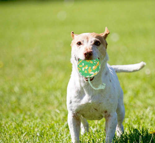 Ball-on-Rope Dog Tug Toy - Durable Chew