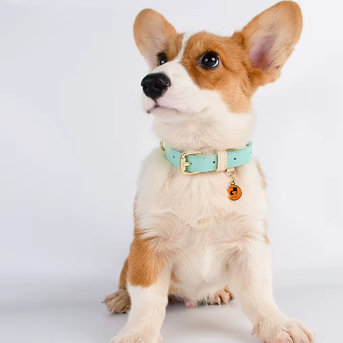 Genuine Leather Dog Collar – Handcrafted, Padded