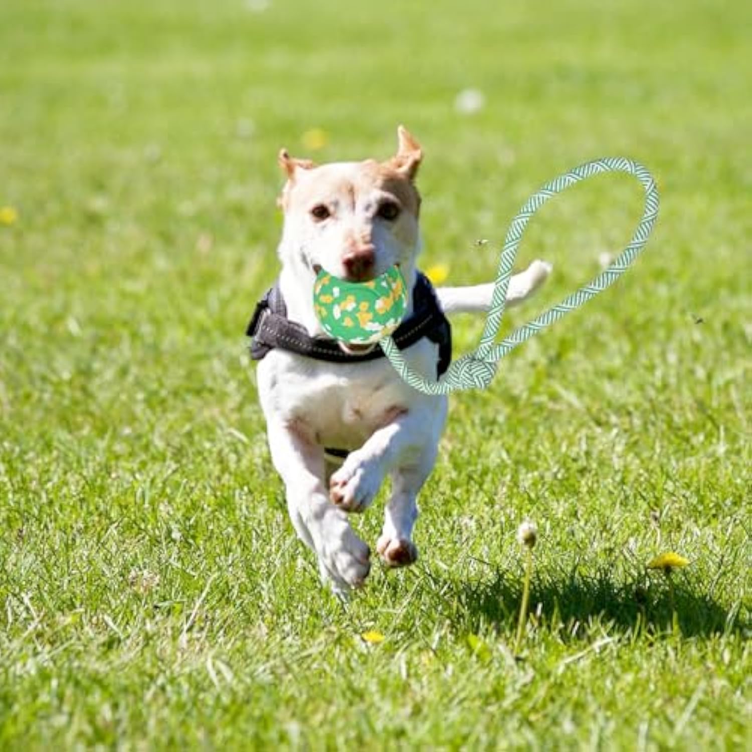 Ball-on-Rope Dog Tug Toy – Durable Chew & Fetch Combo