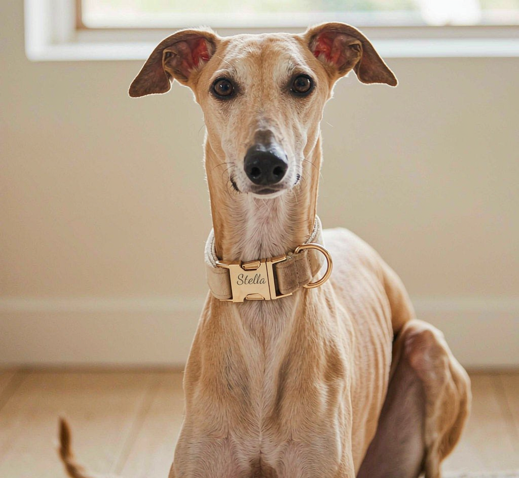 Velvet Dog Collar and Leash Set - Bow Tie with Gold Hardware