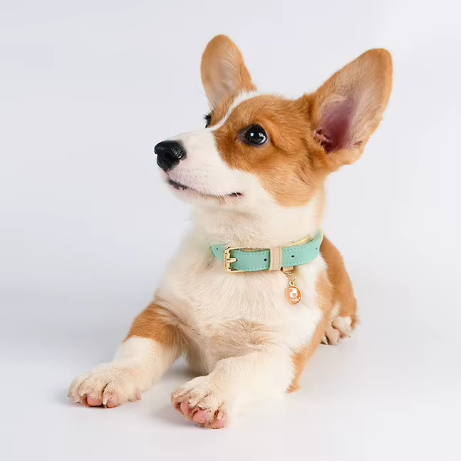 Genuine Leather Dog Collar – Handcrafted, Padded