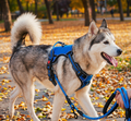 No-Pull Dog Harness & Leash Set - Front Clip