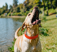 Waterproof Dog Collar – Odor-Resistant, Adventure-Ready