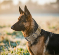 Tactical Heavy-Duty Dog Collar - Metal Buckle K9