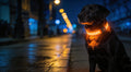 LED Light Up Dog Collar – Rechargeable Glow Collar for Night Safety