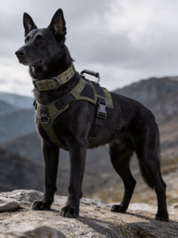 Tactical Heavy-Duty Dog Collar – Metal Buckle K9 Collar with Control Handle