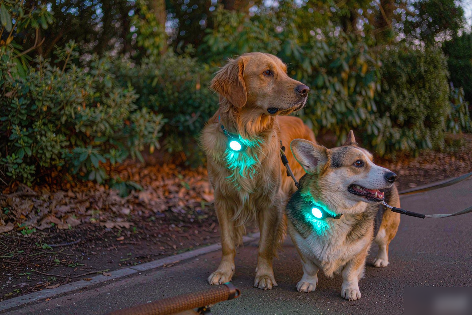 Dog parent walking a golden retriever and a corgi wearing LED collars at dusk