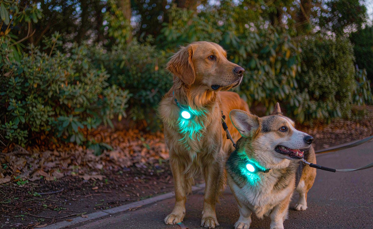 Dog parent walking a golden retriever and a corgi wearing LED collars at dusk